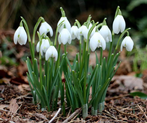Galanthus2.jpg