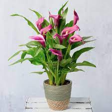 Calla Lily 5pink.jpg