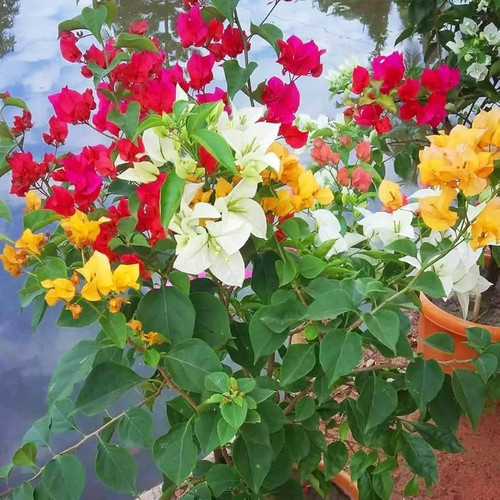 Bougainvillea2 mixed.jpg