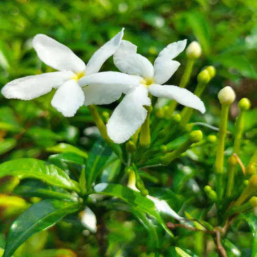 Crape Jasmine 2.jpg