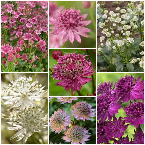 Astrantia3 mixed.jpg