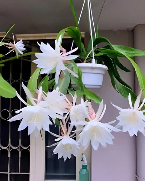 Epiphyllum5 white.jpg