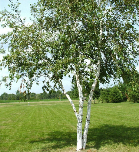 birch4.jpg