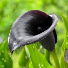 Calla Lily 2 black.jpg