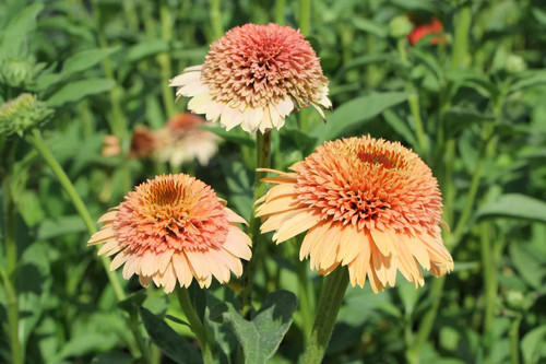Echinacea 4 oarange.jpg