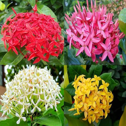 Ixora 2 mixed.jpg