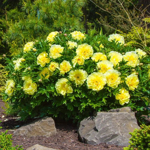 Paeonia4 yellow.jpg