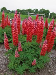 Lupinus 1.jpg