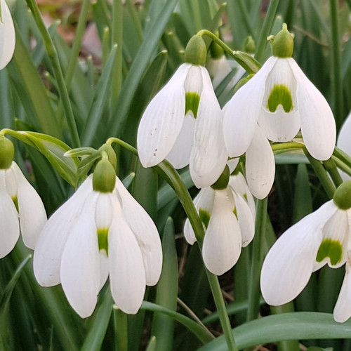 Galanthus3.jpg