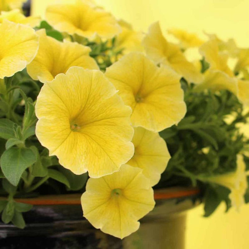 Petunia,5 yellow.jpg