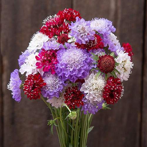 Scabiosa2 mixed.jpg