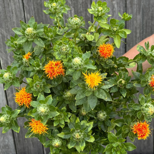 Safflower3 mixed.jpg