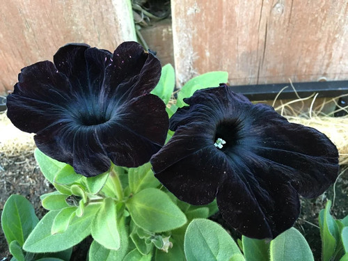 Petunia3 black.jpg