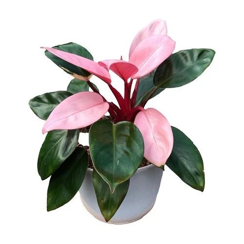 Philodendron4 pink green.jpg
