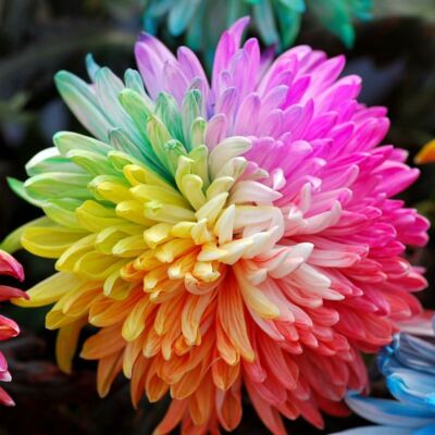 rainbow chrysanthemum5.jpg