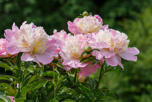 Peony1 pink white.jpg