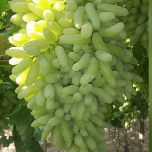 Grapes1.jpg