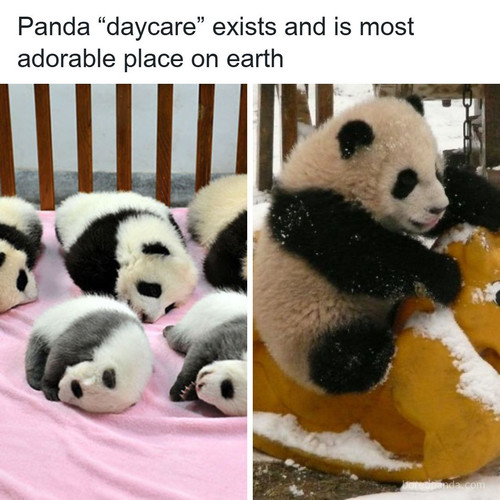panda daycare.jpg