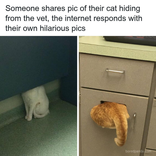 cats hiding.jpg