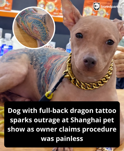 315. Dog with full back tattoo sparks controversy.png