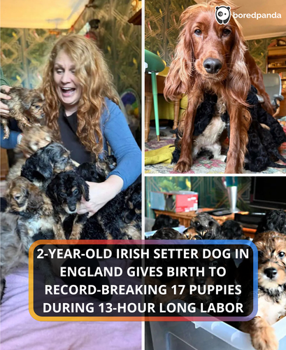 318. Irish setter breaks the record 17 puppies quote Just when we thought it was all over, out would.png