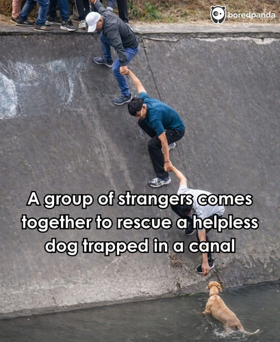 A group of strangers comes together to rescue a helpless dog trapped in a canal.jpg