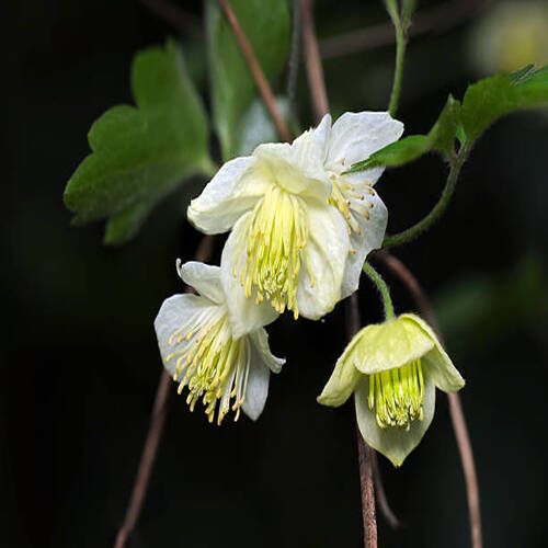 Pure pale yellow-green flower of the wild winter-flowering Clematis cirrhosa species (Closeup macro .jpg