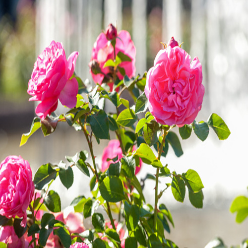 Pink roses in a city park.jpg