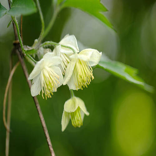 Pure pale yellow-green flower of the wild winter-flowering Clematis cirrhosa species (Closeup macro .jpg