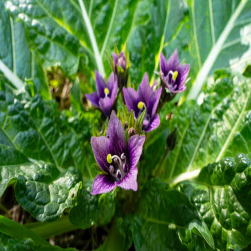 Violet flowers of wild Mandragora plant among green leaves close-up.jpg