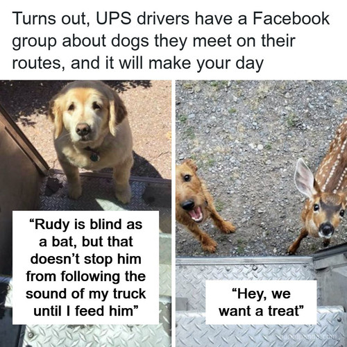 ups drivers meets animals dogs.jpg