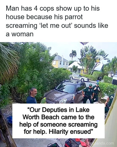 funny parrot.jpg