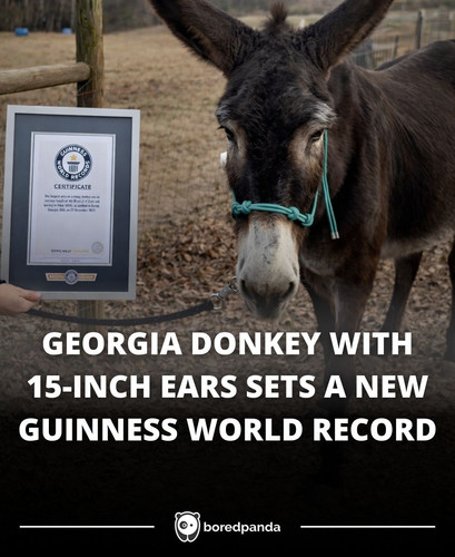 GEORGIA DONKEY WITH 15 INCH EARS SETS A NEW GUINNESS WORLD RECORD.jpg