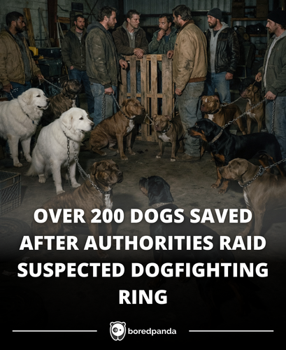 OVER 200 DOGS SAVED AFTER AUTHORITIES RAID SUSPECTED DOGFIGHTING RING.png