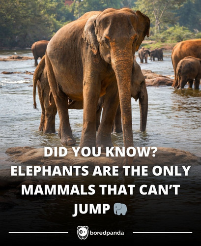 DID YOU KNOW ELEPHANTS ARE THE ONLY MAMMALS THAT CAN’T JUMP.jpg