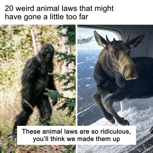 weird animal laws.jpg