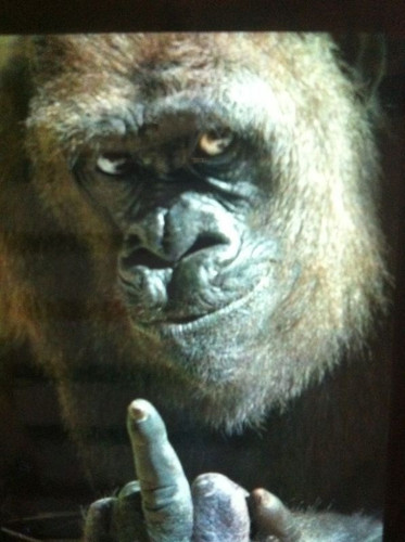 Chimpance Gracioso.jpg