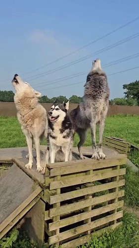 CboyyZQn ICfJXhx.jpg