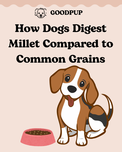 How Dogs Digest Millet Compared to Common Grains.png