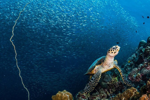 turtle.1