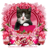 GiftofLoveCatGorgeousArie vi