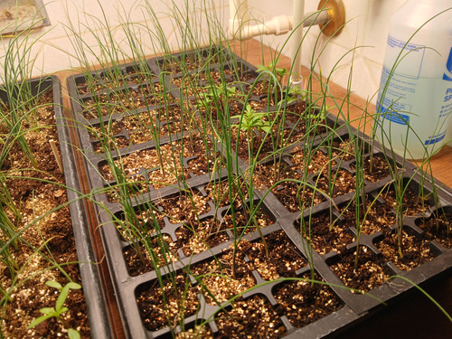 ONION SEEDS GERMINATING 17.jpg