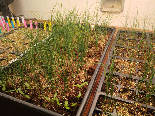 ONION SEEDS GERMINATING 16.jpg