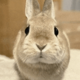 HBXINtkaQAAmN R.png