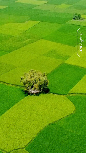 81iD8IgAl ng GIJ.jpg