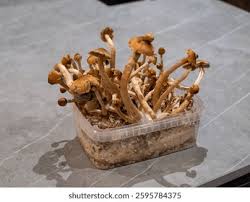 Benefits of Using a Mushroom Cultivation Kit for Home Gardening.jpg