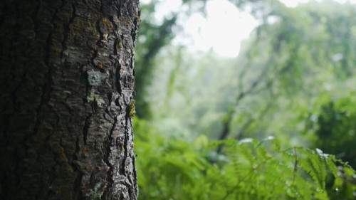 P66IIY0N98mk2FlZ.jpg