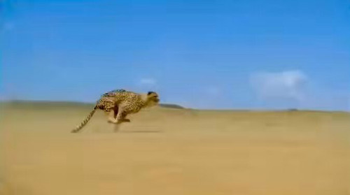 AMX vUiTbKm4psHB.jpg