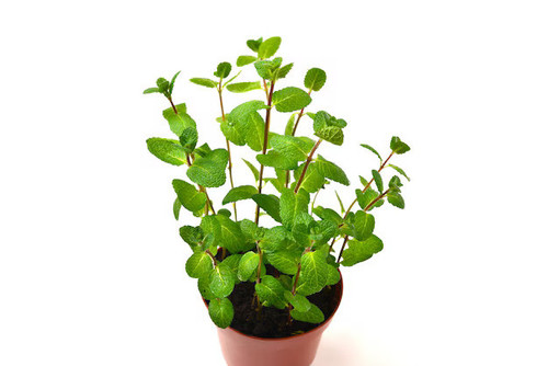 swieza mieta w doniczce na bialym tle 188078 26296.jpg