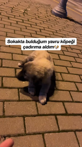 pbigboJ3ne w1Y4r.jpg